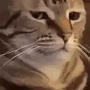cmonCat emote for Discord
