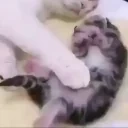 cmere emote for Discord