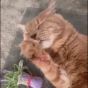 CLEAN emote for Discord