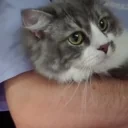 clintMeow emote for Discord