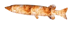 CrispyJoel emote for Discord