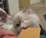 Cracker emote for Discord