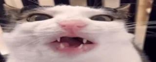 crunch emote for Discord