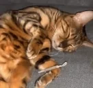 cpun emote for Discord