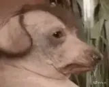 creatureCaught emote for Discord