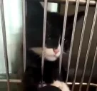 criminal emote for Discord