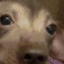 creatureSoConcerned emote for Discord