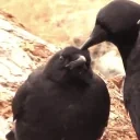 CrowKisses emote for Discord