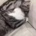 cry emote for Discord