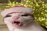 crunch emote for Discord