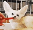 crunchy emote for Discord