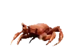 CrabPls emote for Discord