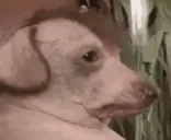 creatureFallingIntoWater emote for Discord