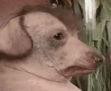 creature emote for Discord