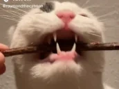 crunch emote for Discord