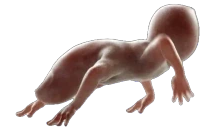 Creature emote for Discord