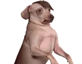 creatureAboutToPanic emote for Discord