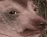 creatureScared emote for Discord