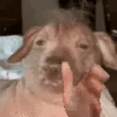 creatureRant emote for Discord