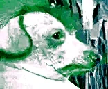 creatureInsomnia emote for Discord