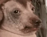 creatureMODS emote for Discord