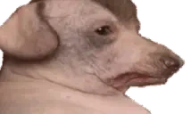 creaturePanicAttack emote for Discord