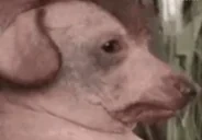 creatureSayMyName emote for Discord