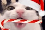 crunch emote for Discord