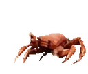 crabRave emote for Discord