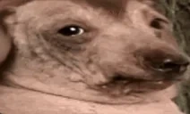 creatureSilly emote for Discord