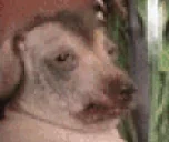 creatureTasty emote for Discord