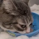 crunch emote for Discord