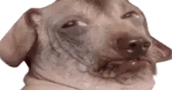 creatureSus emote for Discord