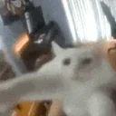 crazyCat emote for Discord