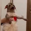 creaturePls animated emote for Discord, Twitch and Slack