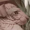 creatureCat emote for Discord