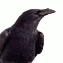 Croel emote for Discord