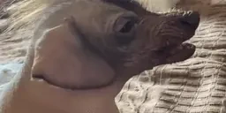 creaturenotL emote for Discord