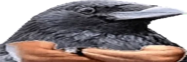 CROWSAVA emote for Discord