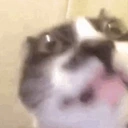 CRAZYCAT emote for Discord