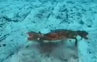 crabFlight emote for Discord