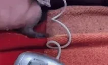 creatureTerminalIllness emote for Discord