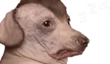 creatureSleep emote for Discord