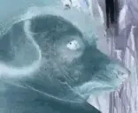 creatureInverted emote for Discord