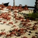 crabRave2 emote for Discord