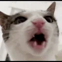 crunchingCat emote for Discord