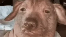 creatureGettingOutOfBed emote for Discord