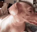 creatureNo emote for Discord