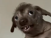 creaturePoroDetected emote for Discord