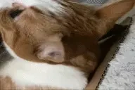 crunch emote for Discord